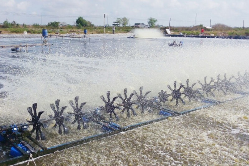 Nuôi tôm thâm canh